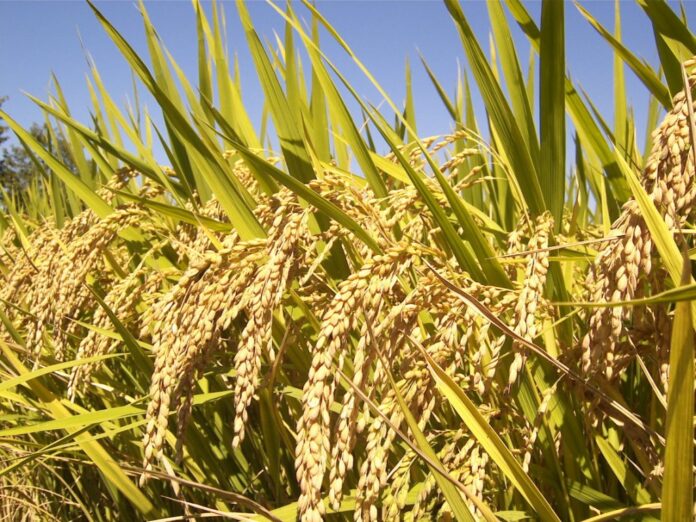 rice