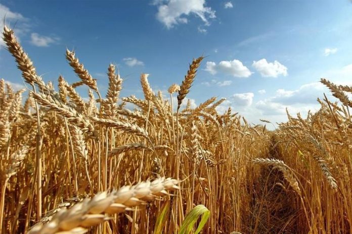 Grain