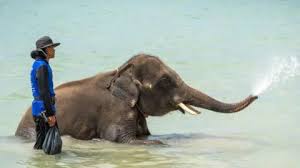 download (18) Mahout charged after elephant kills tourist in Thailand